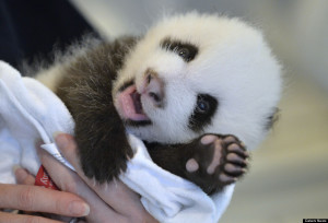 PIC FROM CATERS - (PICTURED: Curator of Mammals Rebecca Snyder prepares to weigh newly-born giant panda twin cub B at the Atlanta Zoo in Atlanta, the United States, Sept. 4, 2013) - Giant panda Lun Lun gave birth to twins on July 15, 2013 at the Atlanta Zoo and both male cubs are growing in good condition.